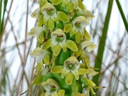 Satyrium microrrhynchum inflorescence