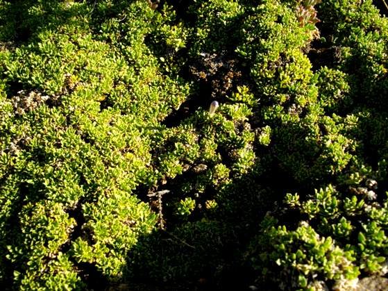 Aptosimum procumbens ground-hugging mat