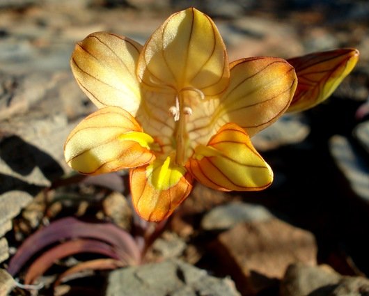 Tritonia karooica 