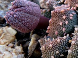 Aloinopsis luckhoffii bud