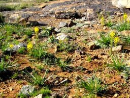 Bulbine abyssinica