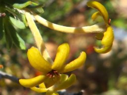 Lasiosiphon deserticola also known as saffraan