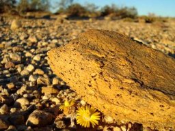 Lithops localis, the Groot Karoo klipplant