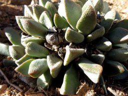 Pleiospilos bolusii