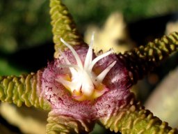Stapelia flavopurpurea flower centre