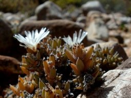 Trichodiadema mirabile flowering in summer