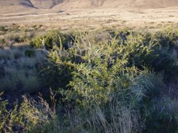 Vachellia karroo eking out an existence