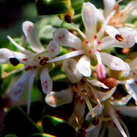 Agathosma martiana stamens and styles