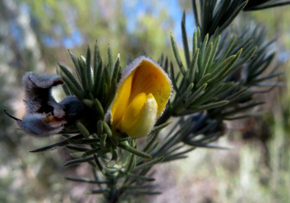 Aspalathus kougaensis flower and leaves