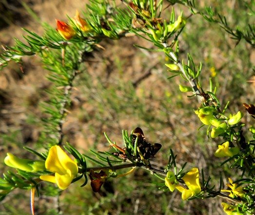 Aspalathus spinosa subsp. spinosa flowering branches