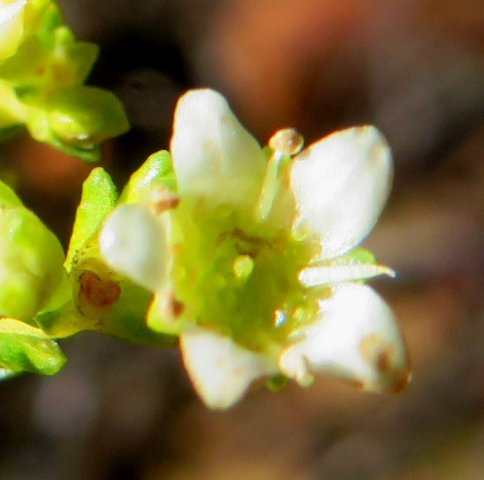 Diosma prama flower