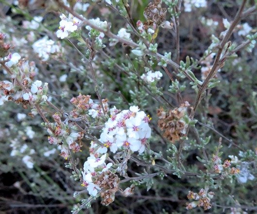 Eriocephalus africanus var. paniculatus