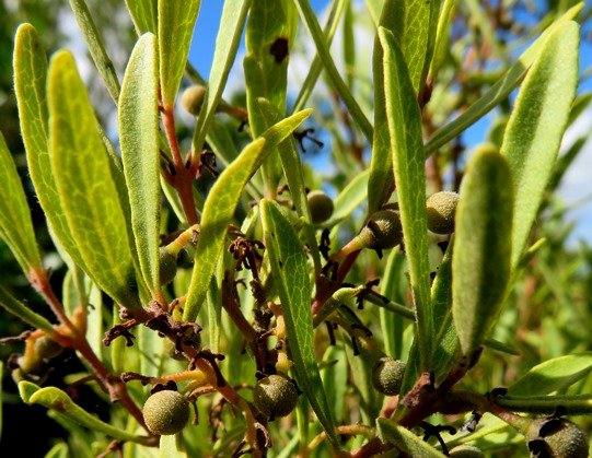 Euclea crispa subsp. crispa green fruit