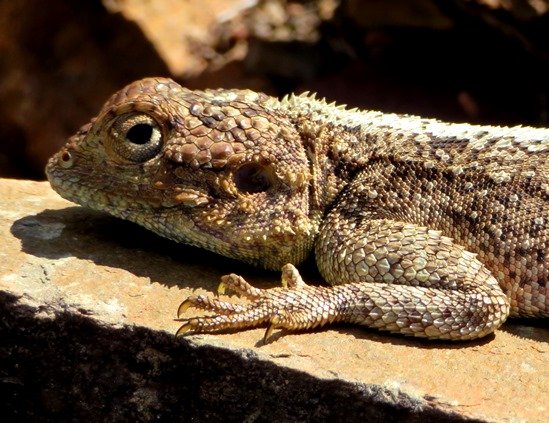 Agama watching you!