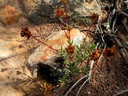 Crassula subaphylla var. subaphylla