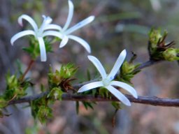 Wahlenbergia albens, witmuistepelkaroo