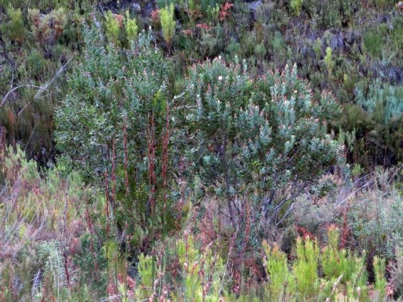 Protea mundii tall bushes
