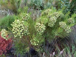 Berzelia commutata bearing numerous flowerheads