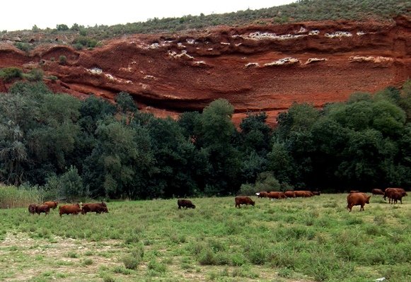 Cattle as red as the soil