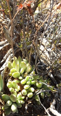 Cotyledon papillaris