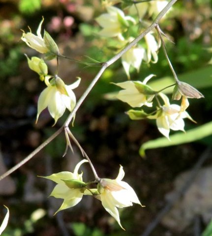 Melasphaerula graminea, feeklokkies