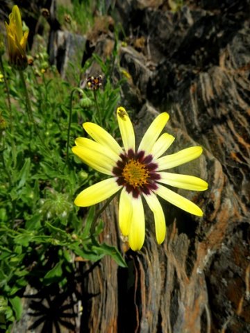 Osteospermum scariosum, the skaapbos 