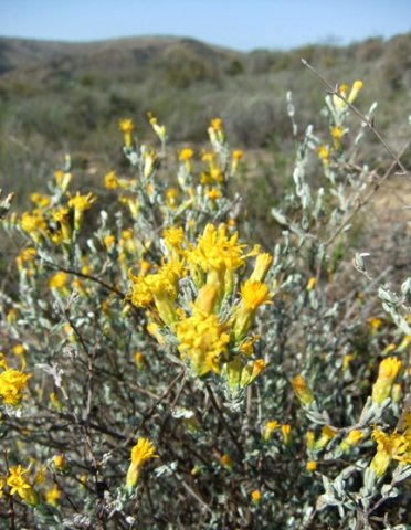 Pteronia incana or asbos