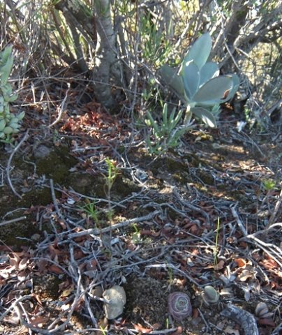 Succulents cohabiting in shade