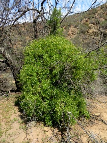 Zygophyllum foetidum scrambling