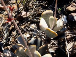Adromischus triflorus at Minwater