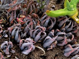 Aloe longistyla clustered at Calitzdorp