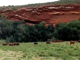 Cattle as red as the soil