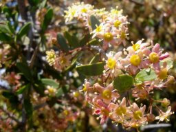 Gloveria integrifolia flowers