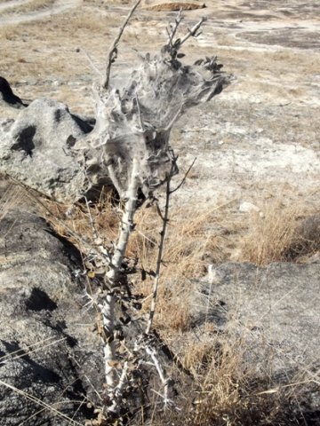 Social spider nest