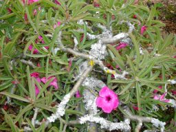 Adenium swazicum