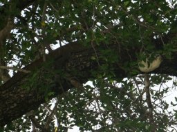 Lodgings in tamboti