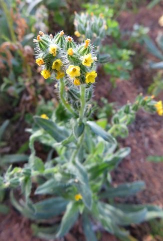 Amsinckia menziesii, the ranchers fiddleneck 