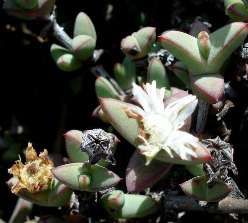 Antimima paripetala