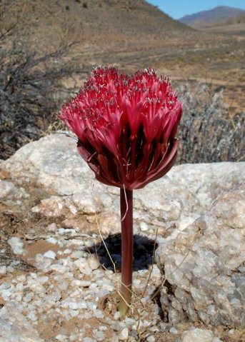 Brunsvigia pulchra lighting up its landscape