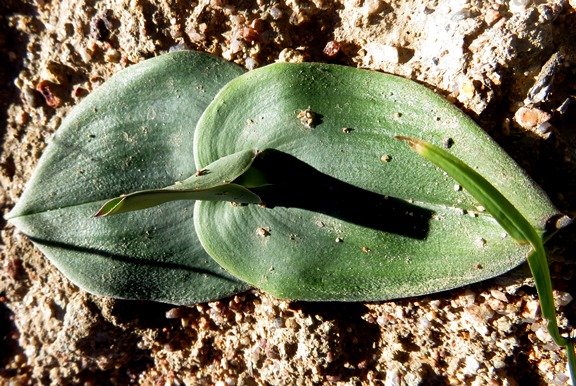 Colchicum scabromarginatum before the flowers