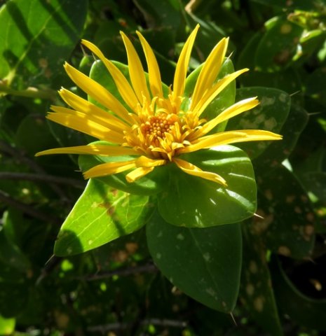 Didelta spinosa 