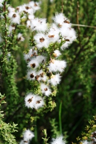 Eriocephalus species