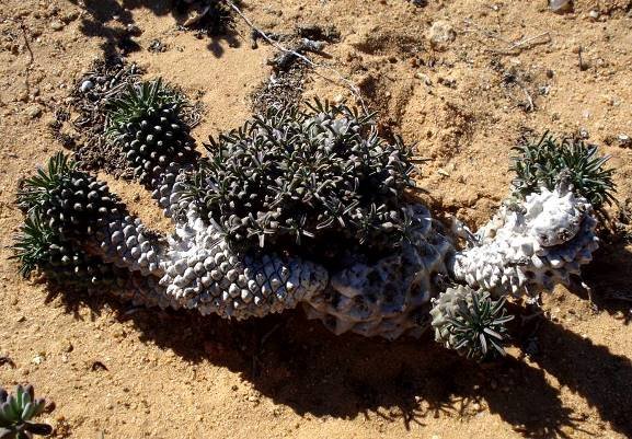 Euphorbia caput-medusae south of Port Nolloth