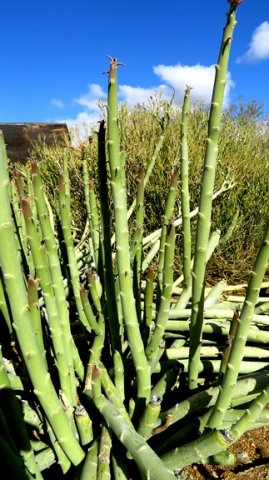 Euphorbia dregeana, the diklootmelkbos