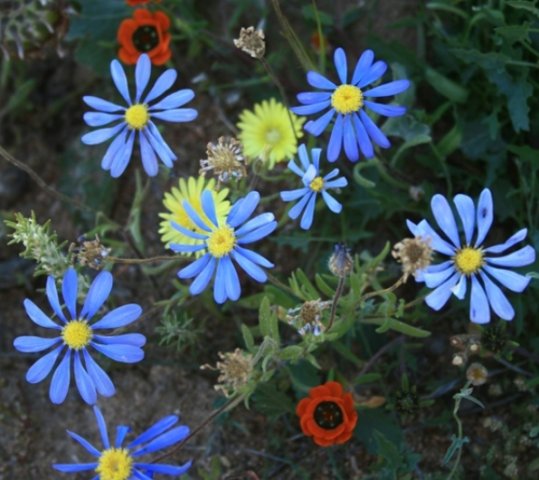 Felicia flowers