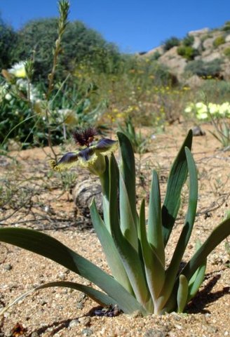 Ferraria divaricata