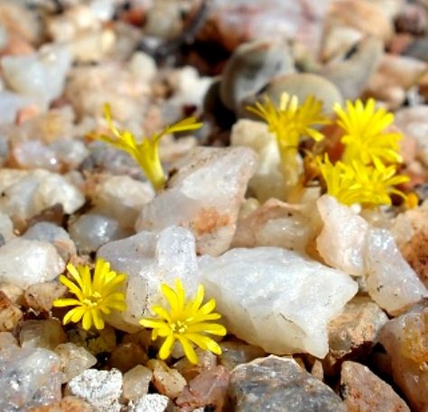 Flowering stone?