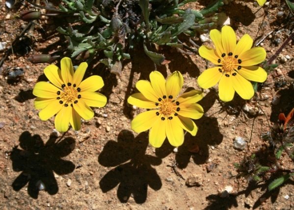 Gazania lichtensteinii