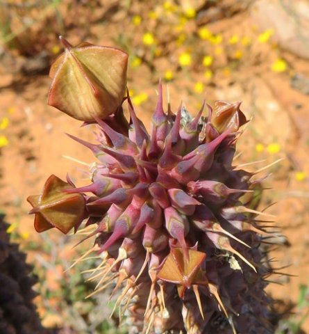 Hoodia gordonii stem-tip and buds