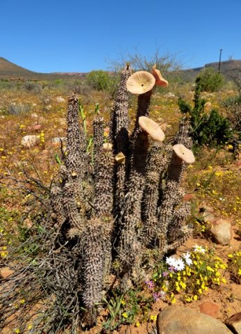 Hoodia gordonii performing although aged